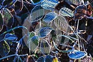 Selective focus shot of frozen leaves and grasses in Maksimir Park in Zagreb, Croatia