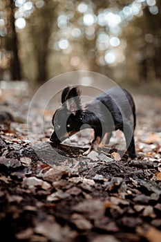 Selective focus shot of a funny English toy terrier puppy