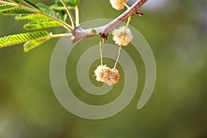 Selective focus shot of a furry flower on the branch of the tree with a blurred background