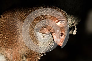 Selective focus shot of a Gambian mongoose in the zoo