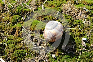 Selective focus shot of a Gastropod on a grass