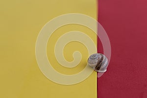 Selective focus shot of a Gastropod on a mixed surface