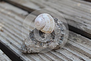 Selective focus shot of a Gastropod on a rock