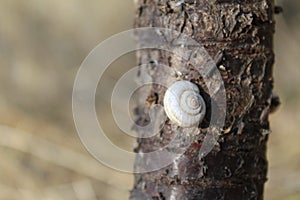 Selective focus shot of a Gastropod on a tree bark