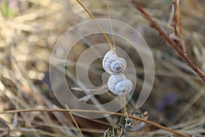 Selective focus shot of a Gastropod on a twig