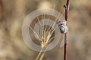 Selective focus shot of a Gastropod on a twig