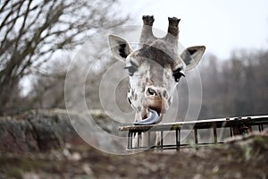 Selective focus shot of a giraffe liking the metal box