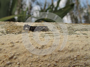 Selective focus shot of a glow-worm on a big rock in a field captured on a sunny day