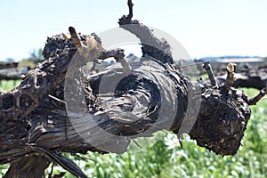Selective focus shot of gnarled grapevine in a vineyard in Napa Valley, California
