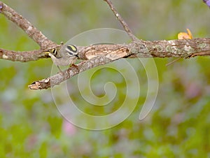 Selective focus shot of a Golden Crown Kinglet at Crescentbend Nature Park, San Anotnio, Texas