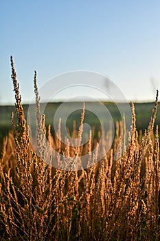 Selective focus shot of golden grass in the field at sunset