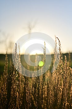 Selective focus shot of golden grass in the field at sunset