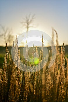 Selective focus shot of golden grass in the field at sunset