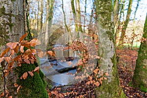 Selective focus shot of golden leaves on a tree in a forest with a river flowing in the background
