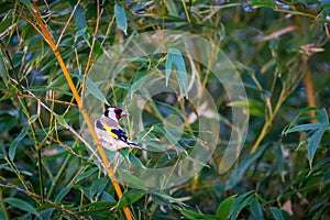 Selective focus shot of a Goldfinch perched on a branch