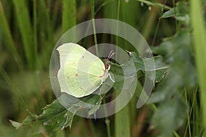 Selective focus shot of a Gonepteryx Rhamni butterfly sitting on a leaf