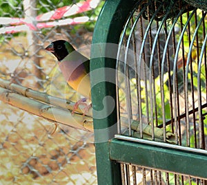 Selective focus shot of a Gouldian finch bird perched in the cage