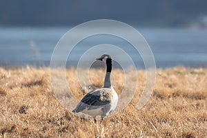 Selective focus shot of a gray crane bird in the field