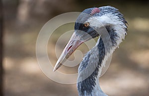 Selective focus shot of a gray crane's head