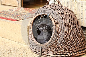 Selective focus shot of a gray little kitten in a whisker basket