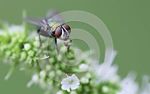 Selective focus shot of a green bottle fly with a blurred background