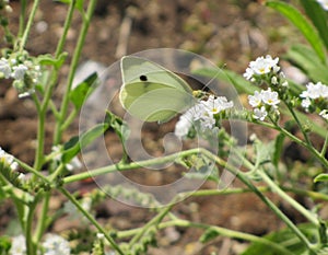 Selective focus shot of a green butterfly sitting on a white cabbage flower