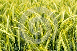 A selective focus shot of green ears of triticale yields. Full frame of growing triticale a hybrid of wheat and rye