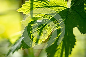 Selective focus shot of green grape leaf at sunlight
