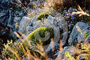 Selective focus shot of green plants at sunset in Gourdon, Cote d\'Azur