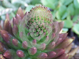 Selective focus shot of green rejuvenated plant