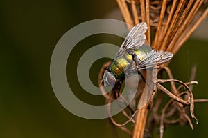 Selective focus shot of a green scavenger fly