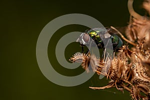 Selective focus shot of a green scavenger fly