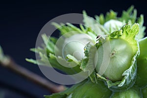 Selective focus shot of green unripe hazelnuts