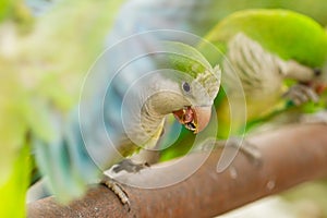 Selective focus shot of green-white wild parakeets with open wings