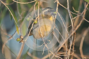 Selective focus shot of a Greyish saltator perching on the branch on nature background