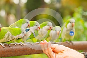 Selective focus shot of a group of green-white wild parakeets fed by a hand of a male