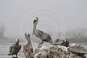 Selective focus shot of the group of pelicans resting on the shore