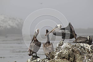 Selective focus shot of the group of pelicans resting on the shore