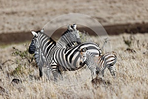 Selective focus shot of a group of zebras walking in a field in Lewa Wildlife Conservancy, Kenya.