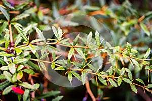 Selective focus shot of growing barberries on sharp twigs