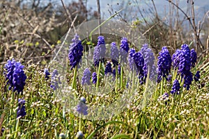 Selective focus shot of growing Grape hyacinth in a field