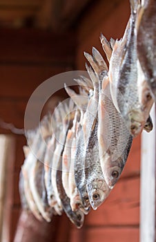 Selective focus shot of hanging dried fish