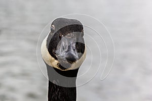 Selective focus shot of the head of a black Canada goose