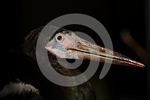 Selective focus shot of the head of a Ciconiiformes bird with black background photo