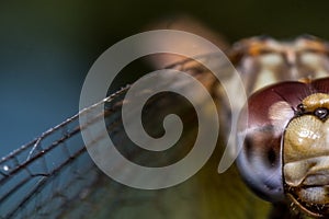 Selective focus shot of the head of a dragonfly