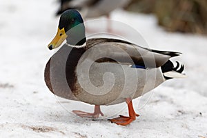 A selective focus shot of the head male mallard duck