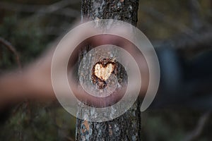 Selective focus shot of a heart carved on a tree trunk with blurred hands forming a heart