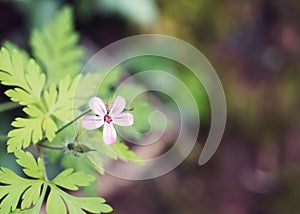 Selective focus shot of a herb robert flower on a blurred background