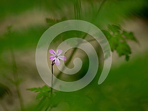 Selective focus shot of the herb robert in a garden