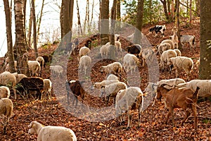 Selective focus shot of a herd ofgoats (Capra aegagrus hircus), Montseny Natural Park